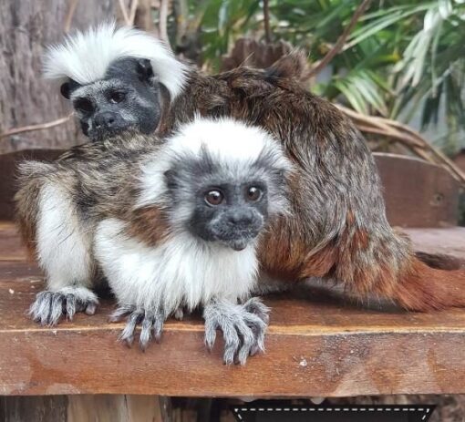 Buy Tamarin Monkeys Online