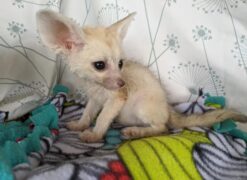 MALE FENNEC FOX FOR SALE