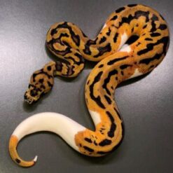 Exotic Snakes For Sale