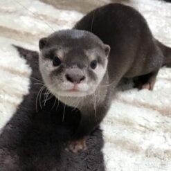 Asian Otter For Sale