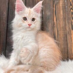 Exotic Kittens For Sale