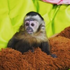 Exotic Monkeys For Sale