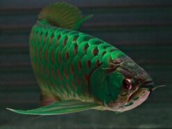 Arowana Fish For Sale