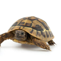 Exotic Tortoises For Sale