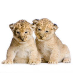 Exotic Cubs For Sale